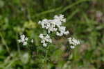 Narrowleaf mountainmint